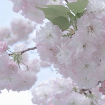 白云福瑞交流群